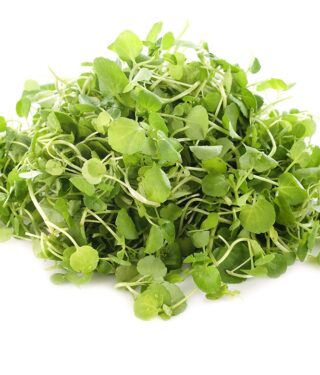 Watercress